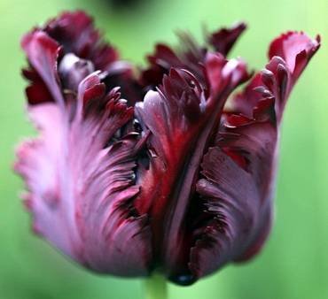 TulipaBlackParrot