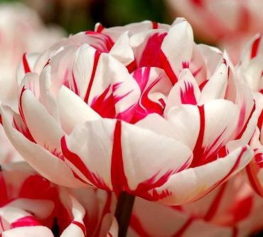 TulipaCarnavalDeNice
