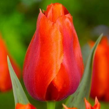 TulipaCasaGrande
