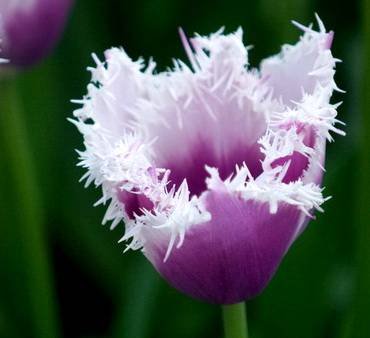 TulipaCummins