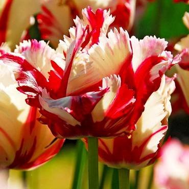 TulipaEstellaRijnveld
