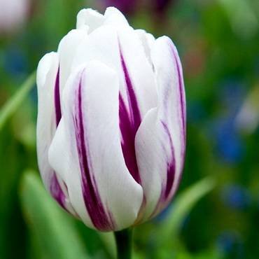 TulipaFlamingFlag