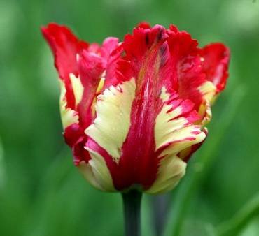 TulipaFlamingParrot