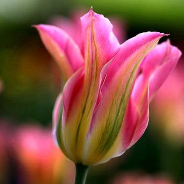 TulipaFlorosa