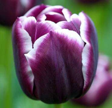 TulipaFontainebleau