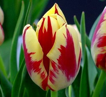 TulipaGrandPerfection