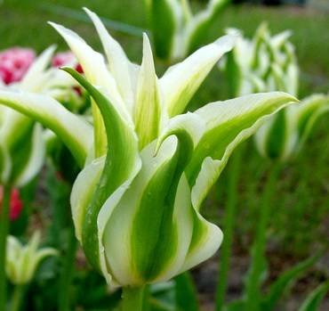TulipaGreenStar
