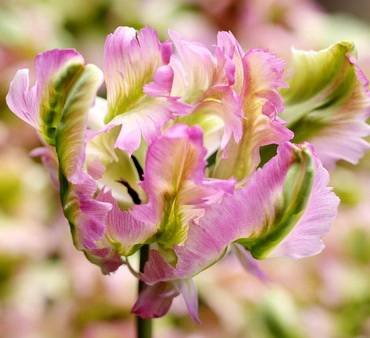 TulipaGreenWave