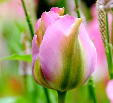 TulipaGroenland