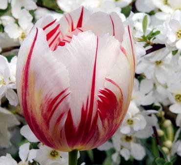 TulipaHappyGeneration