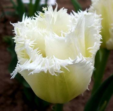 TulipaHoneymoon