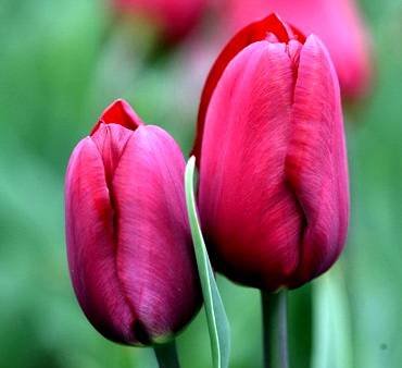 TulipaJanReus