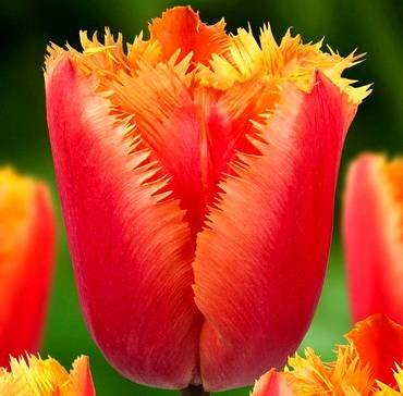TulipaLambada