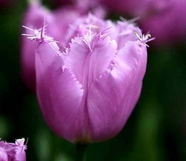 TulipaLilacCrystal