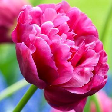 TulipaMargarita
