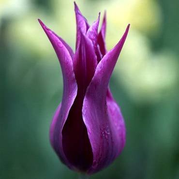 TulipaMaytime