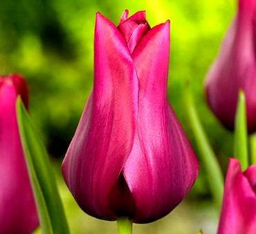 TulipaMerlot