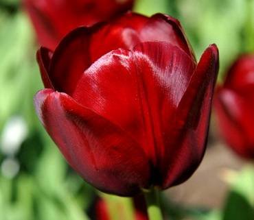 TulipaNationalVelvet