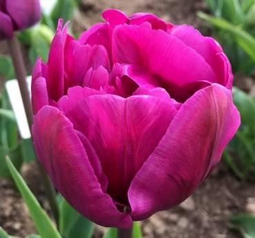 TulipaNegritaDouble