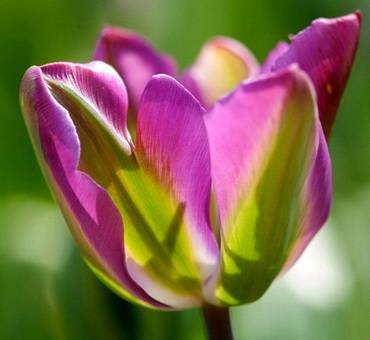 TulipaNightrider