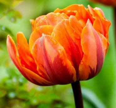 TulipaOrangePrincess