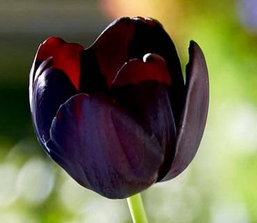 TulipaPaulScherer