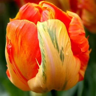 TulipaProfessorRontgen