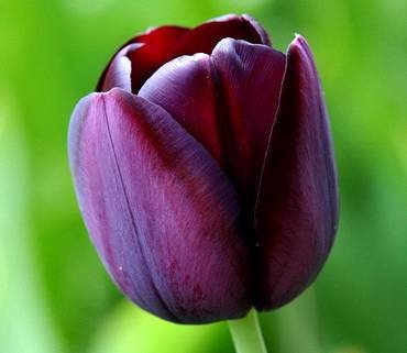 TulipaQueenOfNight