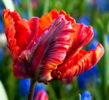 TulipaRastaParrot