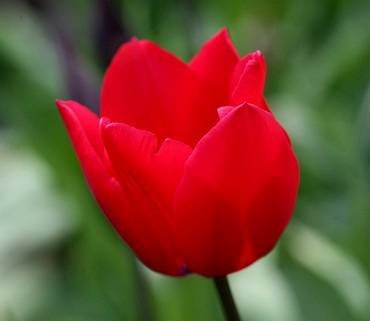 TulipaRedRover