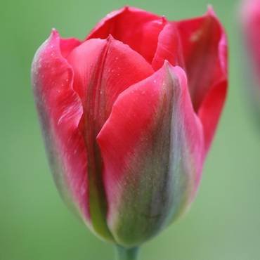 TulipaRedSpringgreen