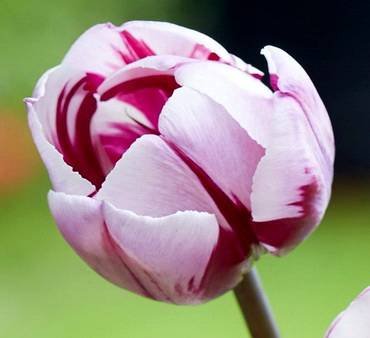 TulipaRemsFavourite