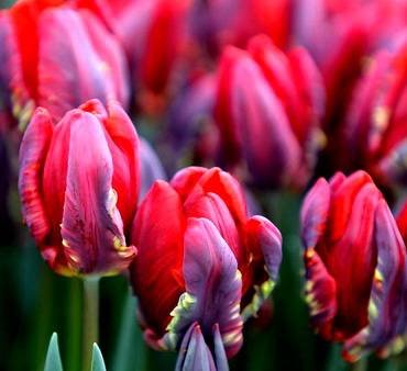 TulipaRococo