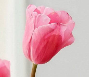 TulipaRosalie