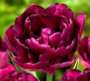 TulipaShowcase