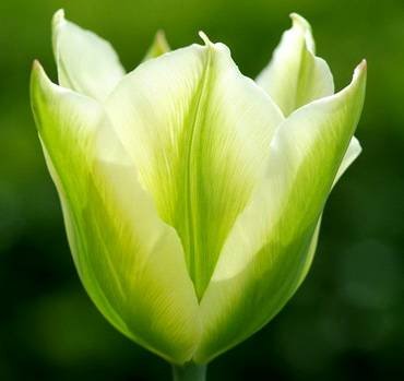 TulipaSpringGreen