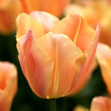 TulipaStunningApricot