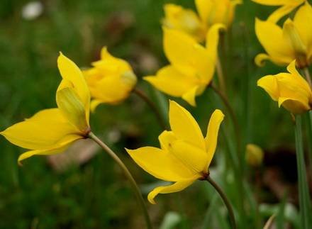 TulipaSylvestris