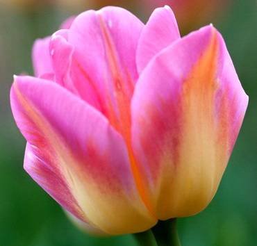 TulipaTomPouce