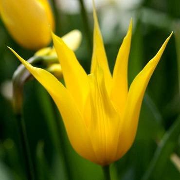 TulipaWestPoint