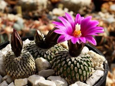 Turbinicarpus31