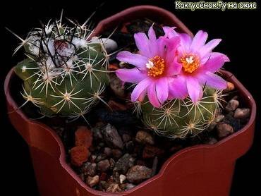 Turbinicarpus32