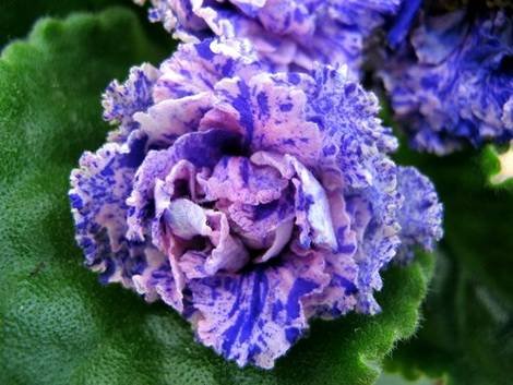 ТверскиеУзоры1