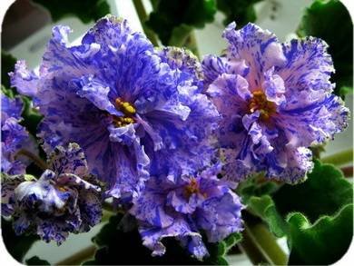 ТверскиеУзоры2