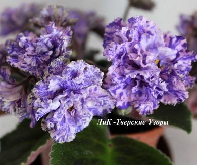 ТверскиеУзоры4