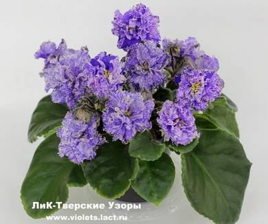 ТверскиеУзоры5