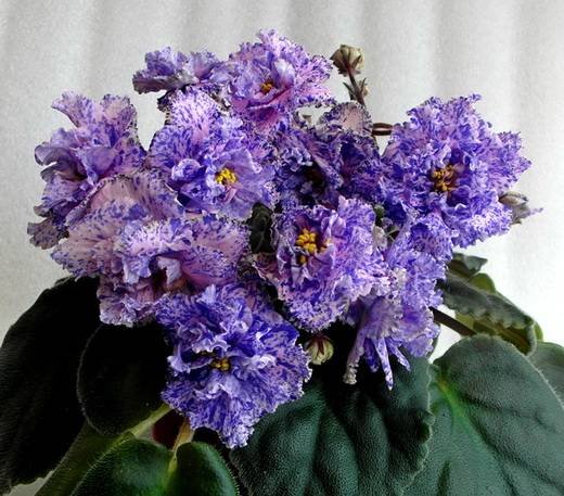 ТверскиеУзоры6