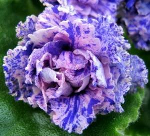 ТверскиеУзоры9