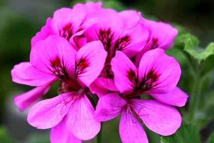 UniquePelargoniums9