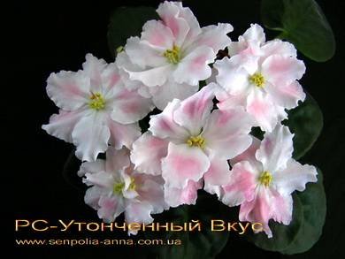 УтонченныйВкус2